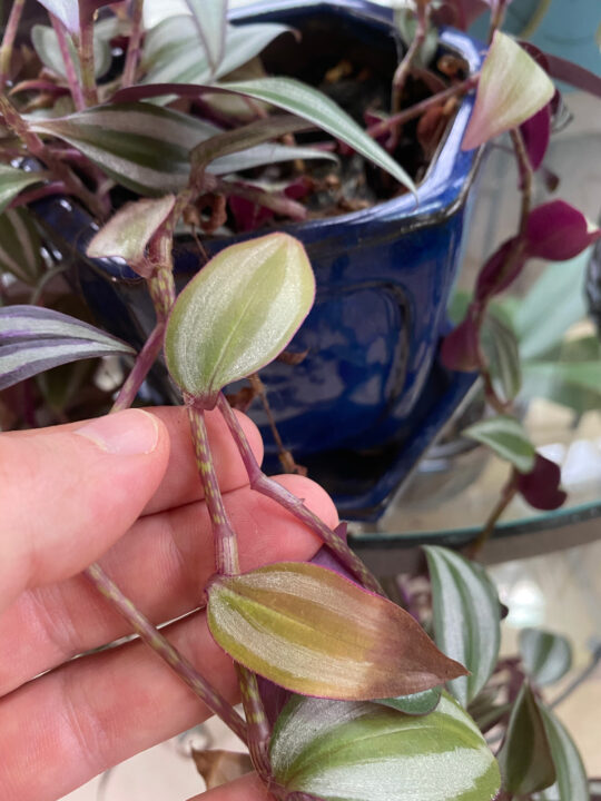 Tradescantia Zebrina Care: 7 Tips for a Thriving Inch Plant