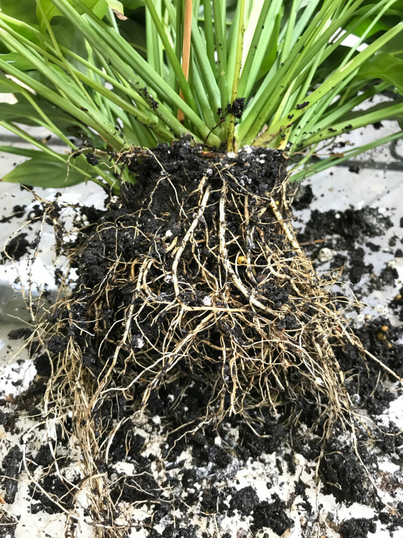 Repotting a Root Bound Peace Lily: 3 Easy Steps for Success