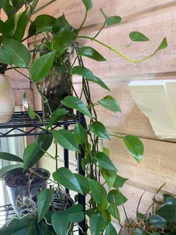 growing-pothos-in-water