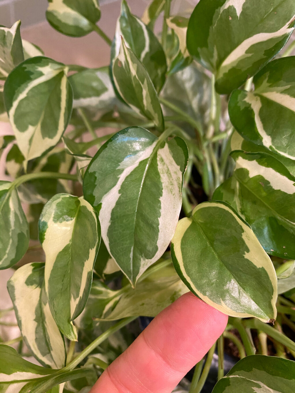 Pothos NJoy: 5 Practical Care Tips, Propagation Steps & FAQ