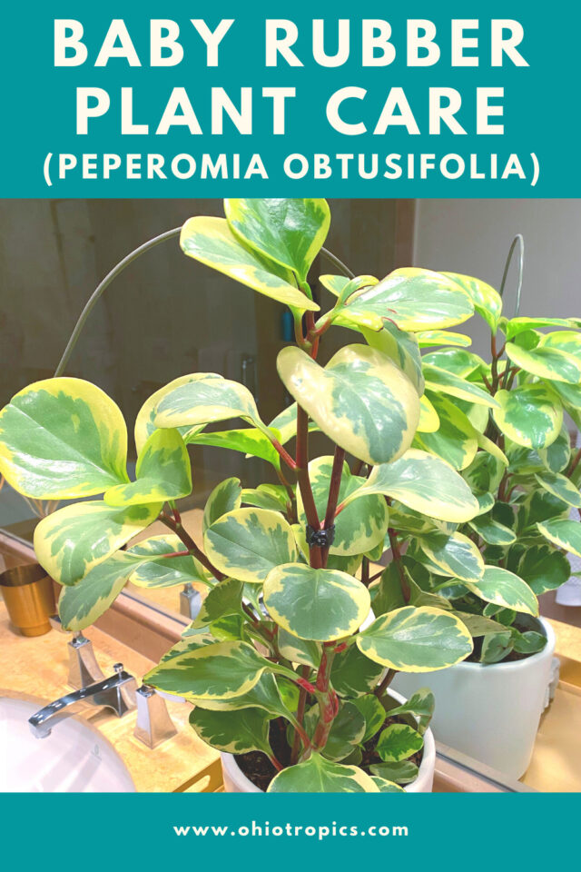 Baby Rubber Plant 7 Top Care Tips For Peperomia Obtusifolia