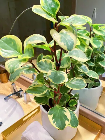 Peperomia-obtusifolia-variegated