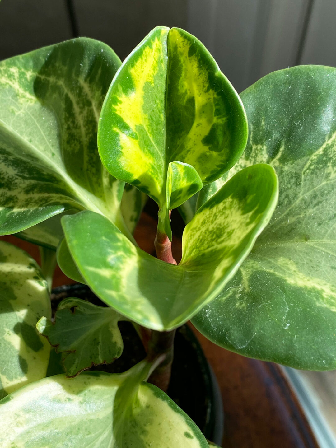 Baby Rubber Plant 7 Top Care Tips For Peperomia Obtusifolia