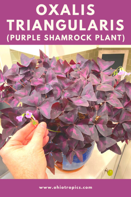 Beginner's Guide to Growing Oxalis Triangularis