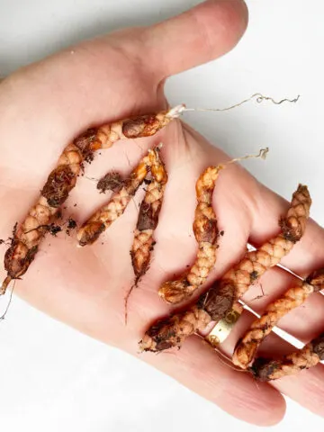 planting-oxalis-corms-bulbs