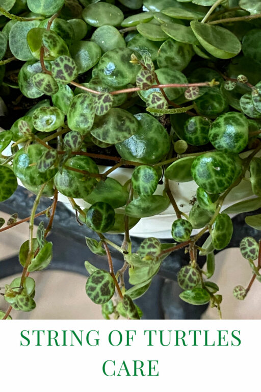 String of Turtles: 7 Crucial Care Tips (Peperomia Prostrata)