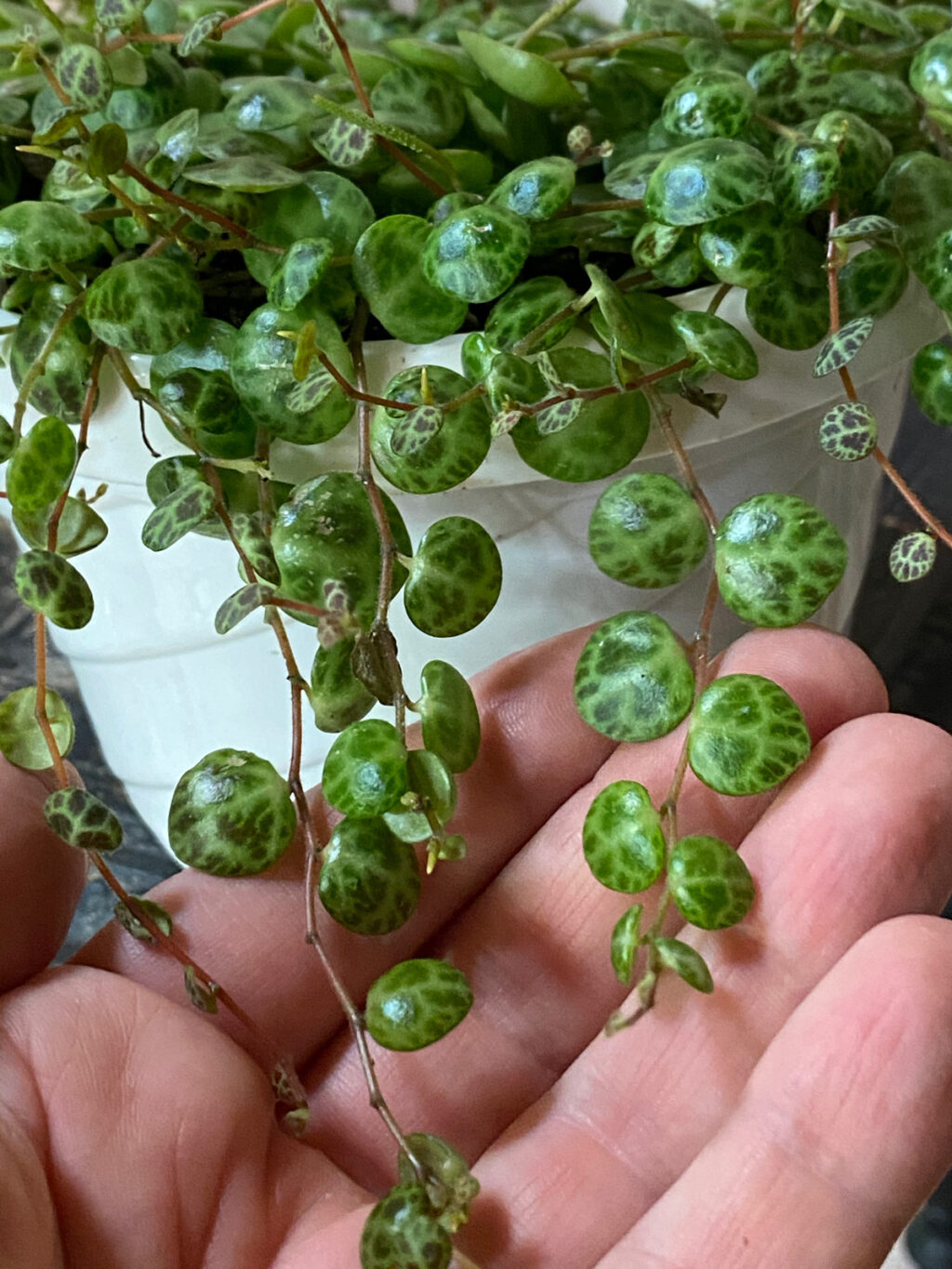 String Of Turtles: 7 Crucial Care Tips (peperomia Prostrata)