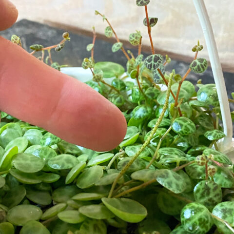 String of Turtles: 7 Crucial Care Tips (Peperomia Prostrata)