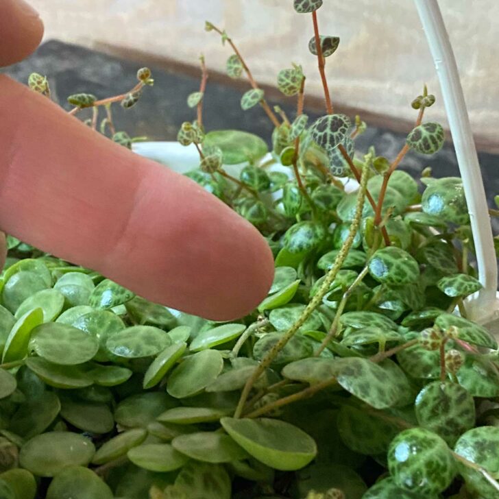 String of Turtles: 7 Crucial Care Tips (Peperomia Prostrata)