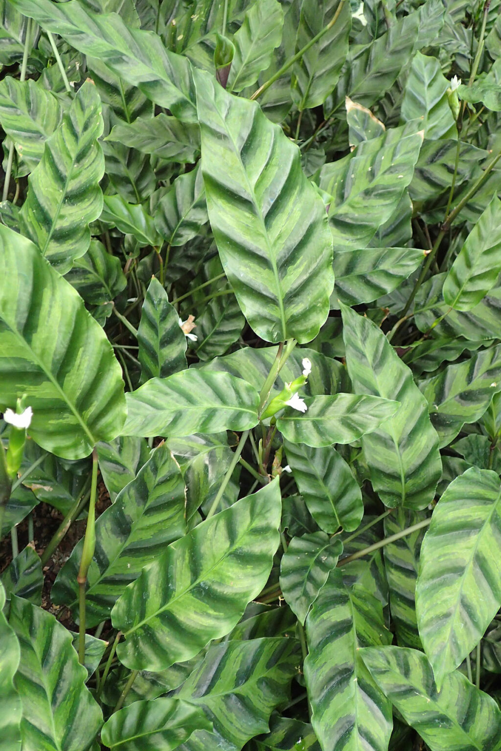 39 Stunning Calathea Varieties to Take Your Breath Away