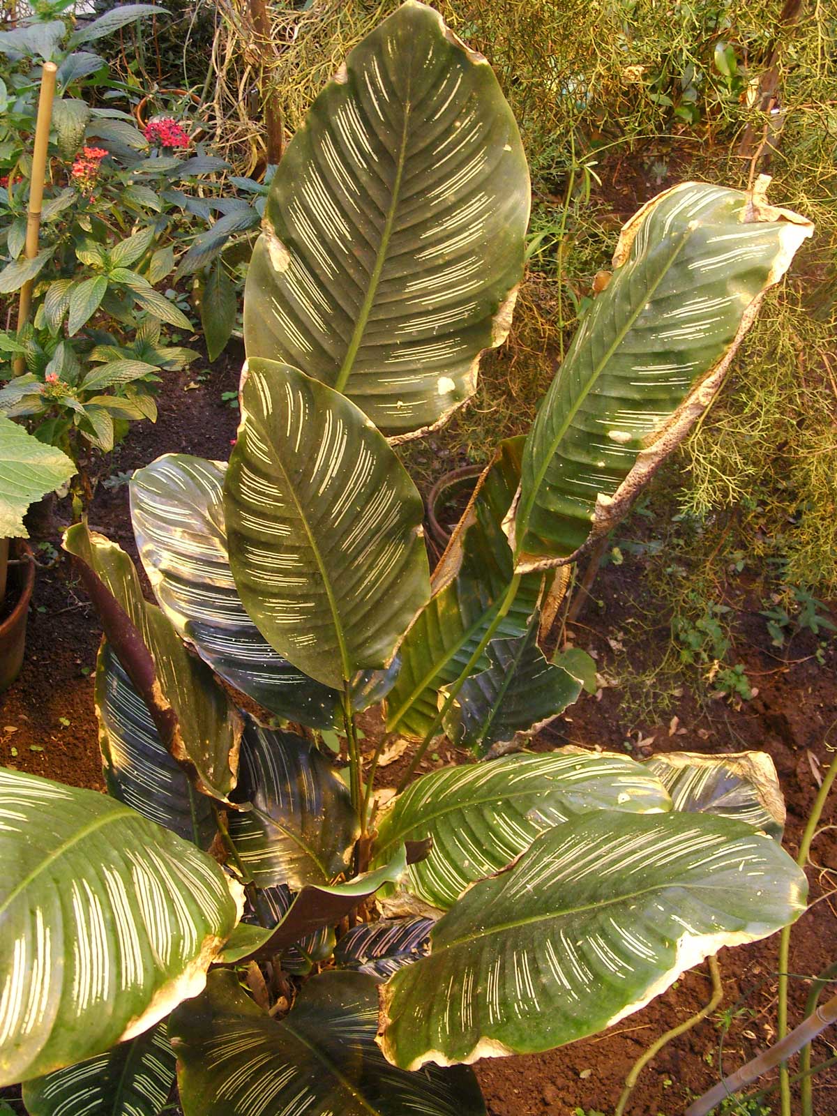 39 Stunning Calathea Varieties to Take Your Breath Away