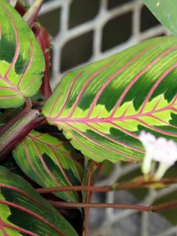 prayer-plant-leaf-curl