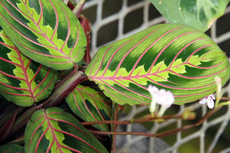 Prayer Plant Leaves Curling & Browning? Top 5 Reasons Why