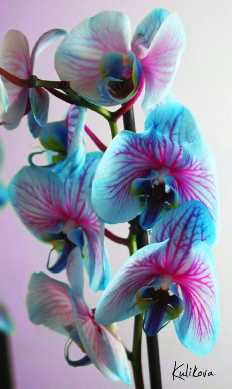 Are Blue Orchids Real? The Ultimate Truth