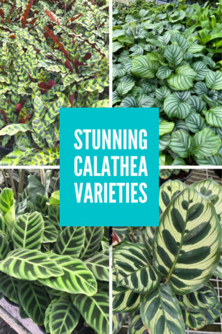 39 Stunning Calathea Varieties to Take Your Breath Away