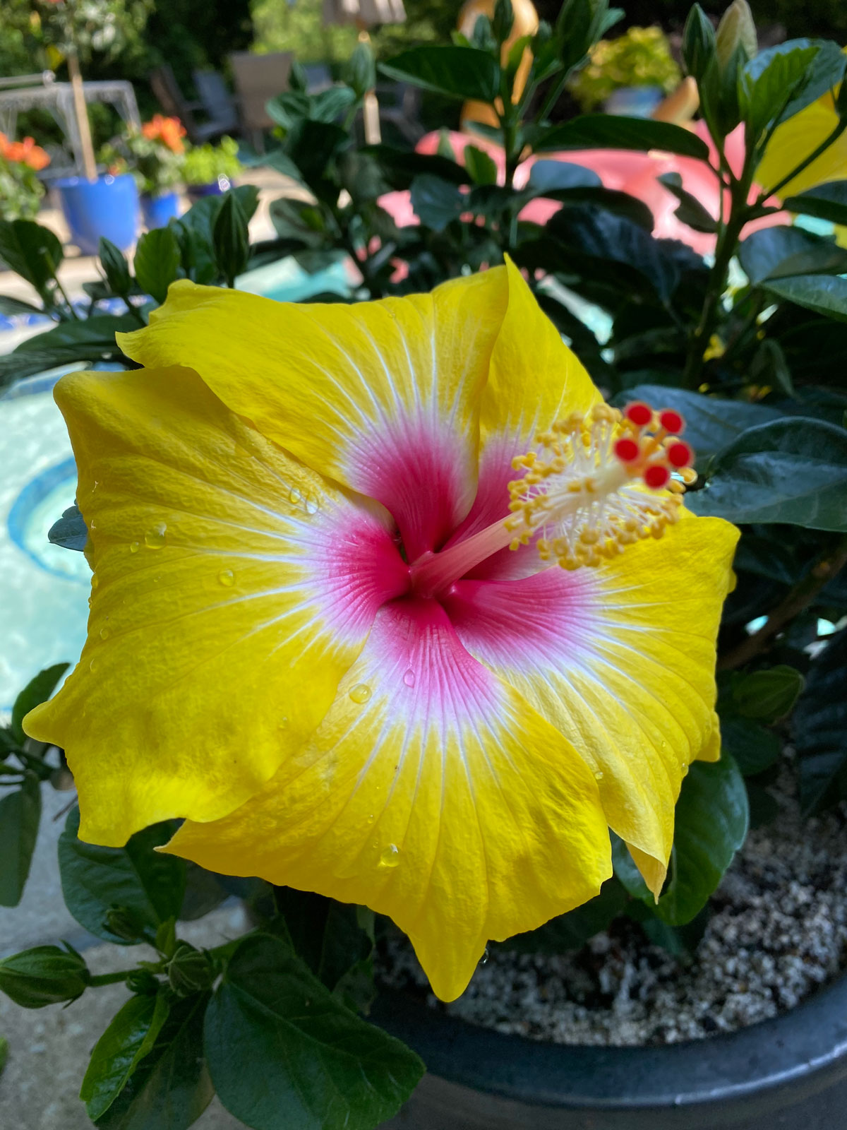 Hibiscus Dying Or Struggling 7 Ways To Revive Your Plant