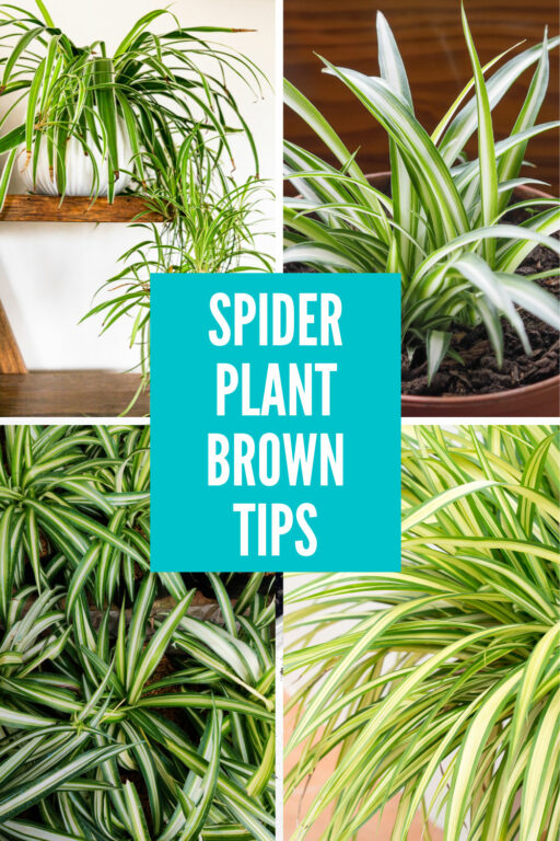 Spider Plant Brown Tips 8 Most Common Causes w/ Fixes