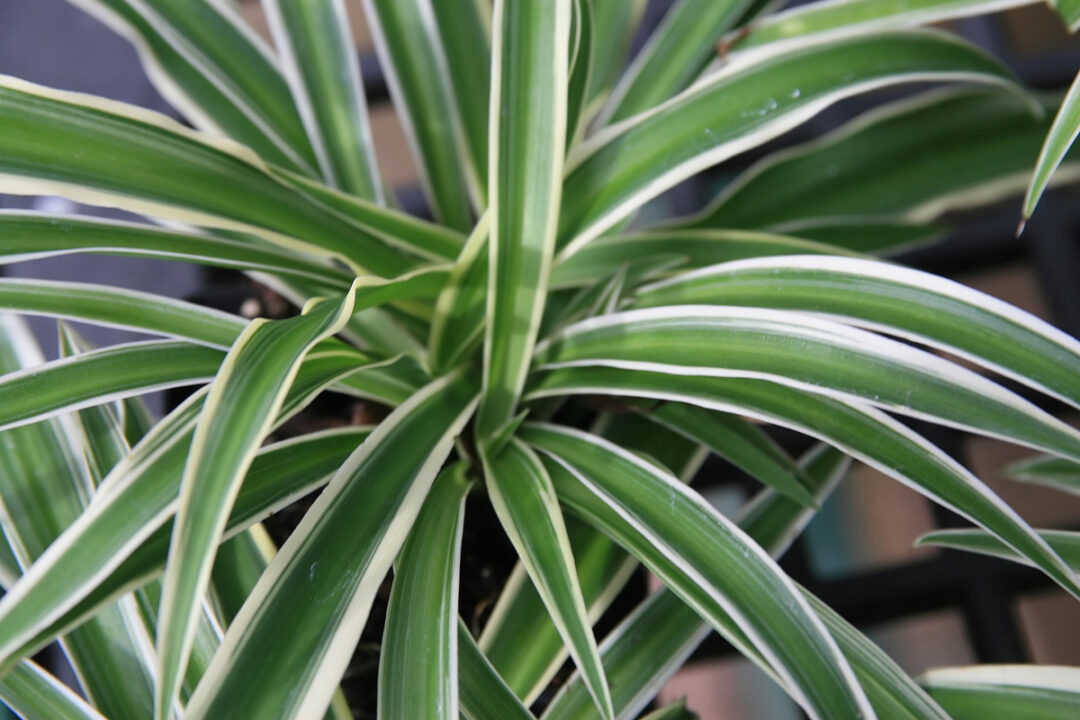 Spider Plant Brown Tips: 8 Most Common Causes w/ Fixes