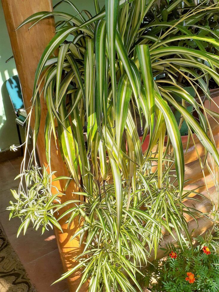 Spider Plant Brown Tips: 8 Most Common Causes w/ Fixes