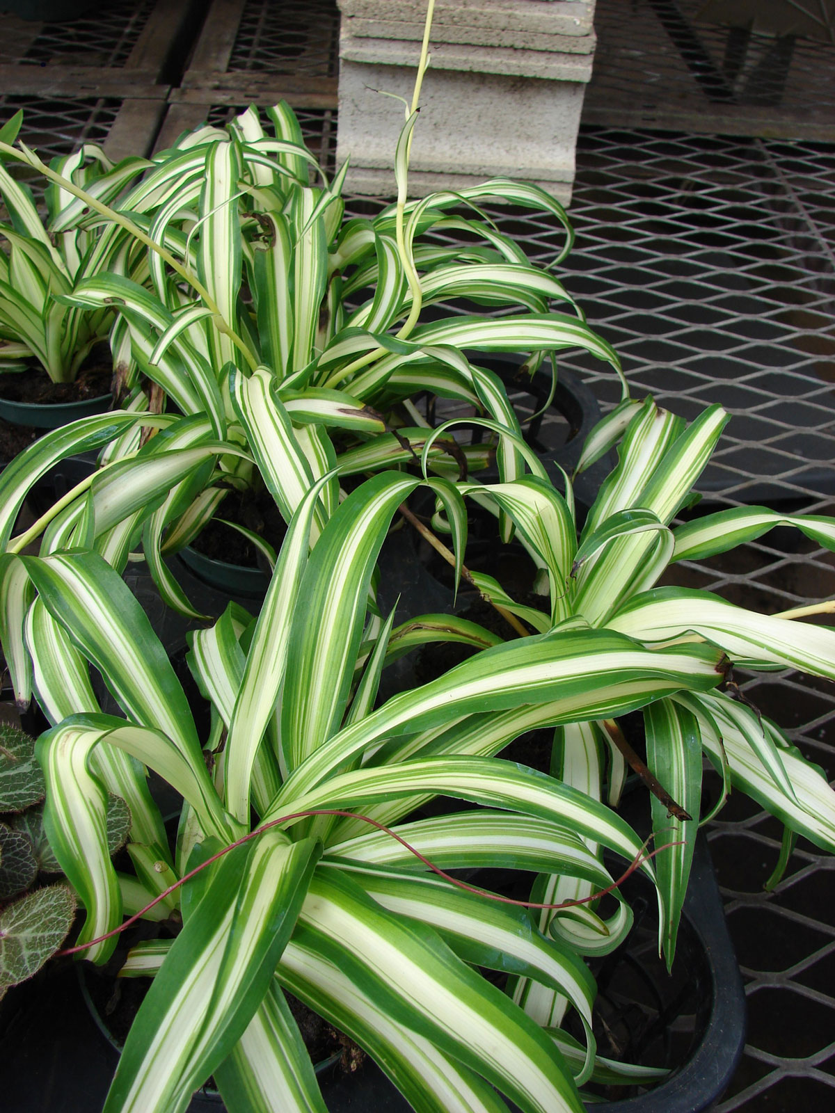 Spider Plant Brown Tips 8 Most Common Causes w/ Fixes