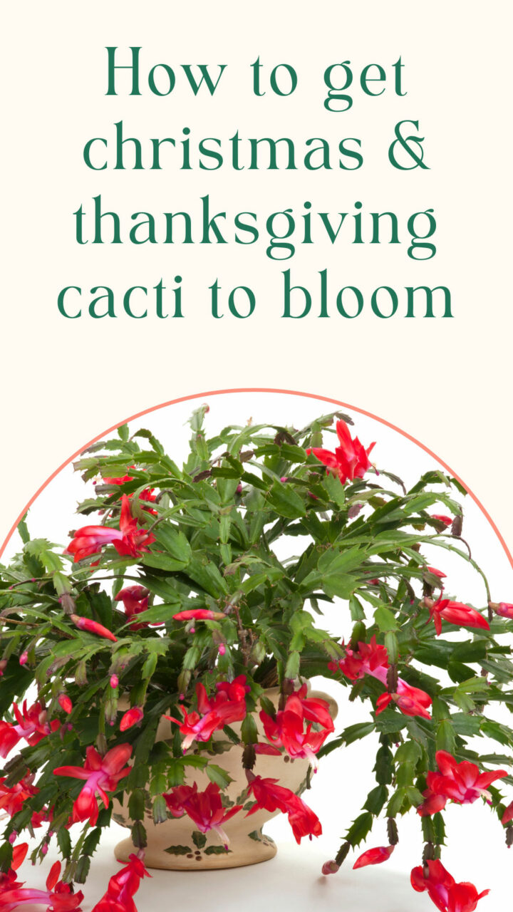 3 Secrets to Getting Christmas Cactus to Bloom + Care Tips