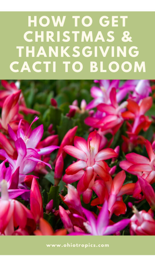 3 Secrets to Getting Christmas Cactus to Bloom + Care Tips