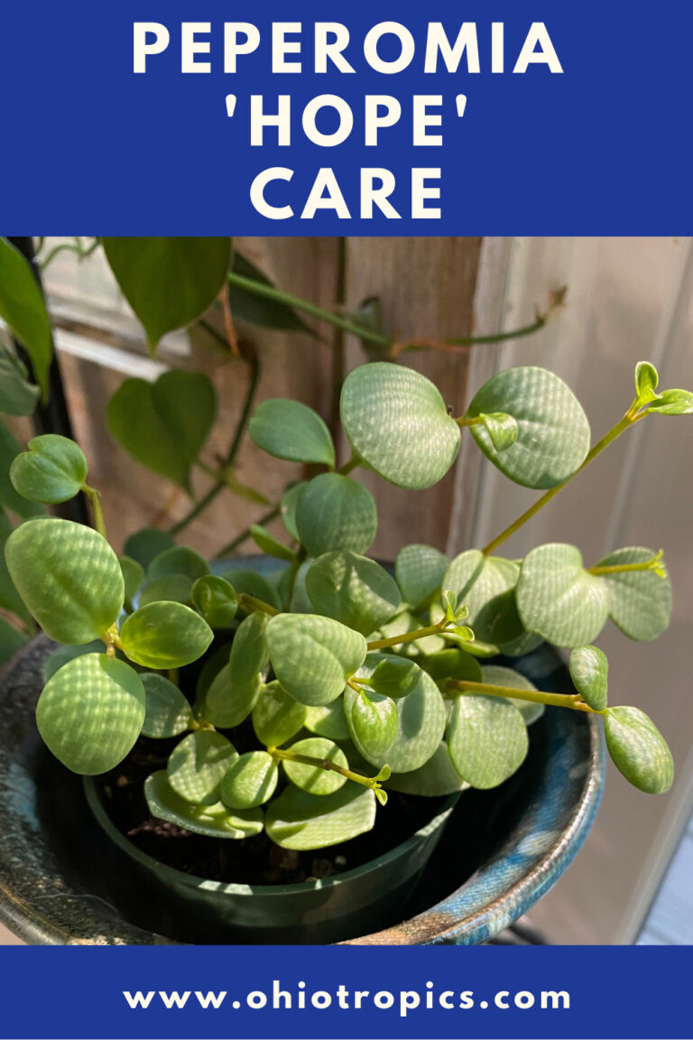 Peperomia Hope Care Guide: 7 Great Tips for Success