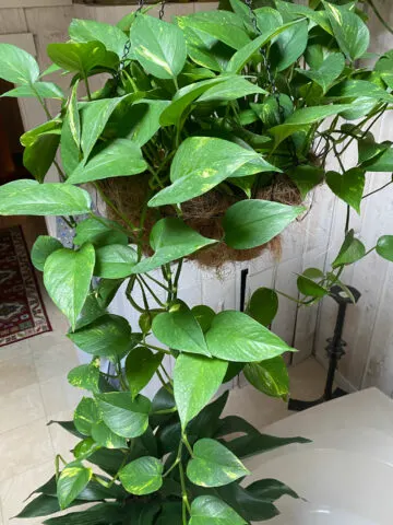 where-to-cut-pothos-to-propagate