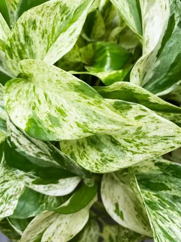 marble-queen-pothos