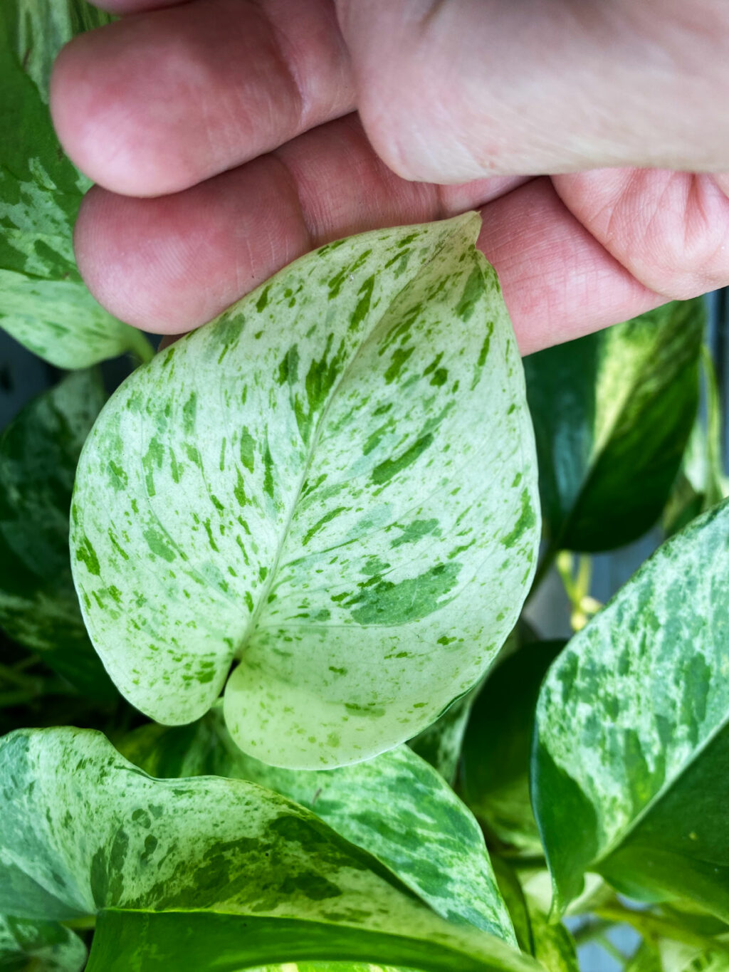 Marble Queen Pothos The Indispensable Care Guide 7889