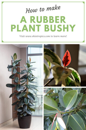 How to Make a Rubber Plant Bushy-3 Tips to Prune for Success