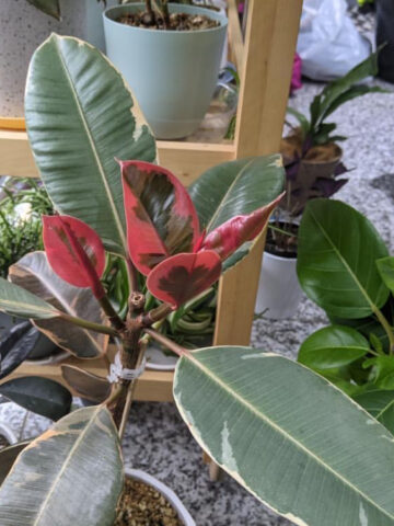 how-to-make-rubber-plant-bushy