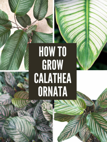 calathea-ornata