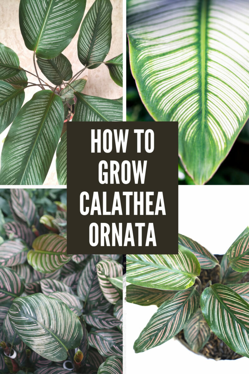 Best Humidifier For Calathea, Ferns & More: Our 3 Top Picks