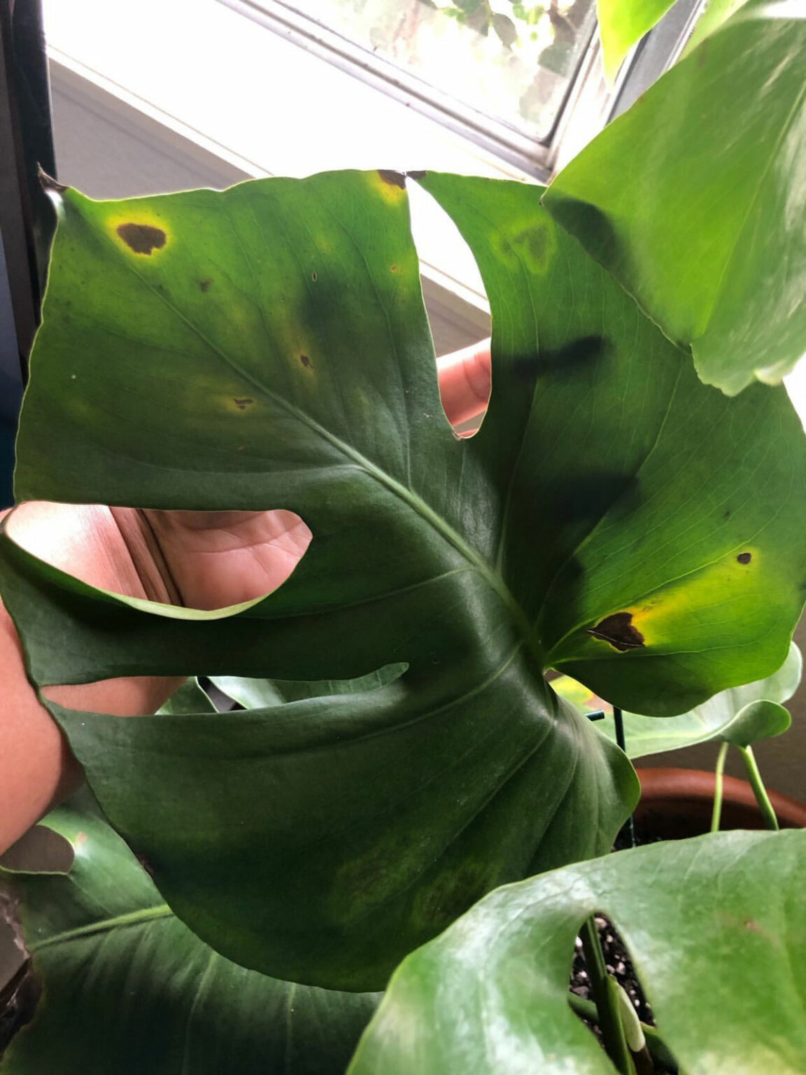 Monstera Problems: 22 Frustrating Problems & Solutions