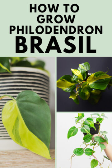 Philodendron Brasil: 9 Simple Care and Propagation Tips