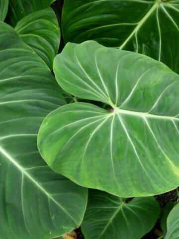 Philodendron-gloriosum