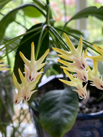 hoya-multiflora-care