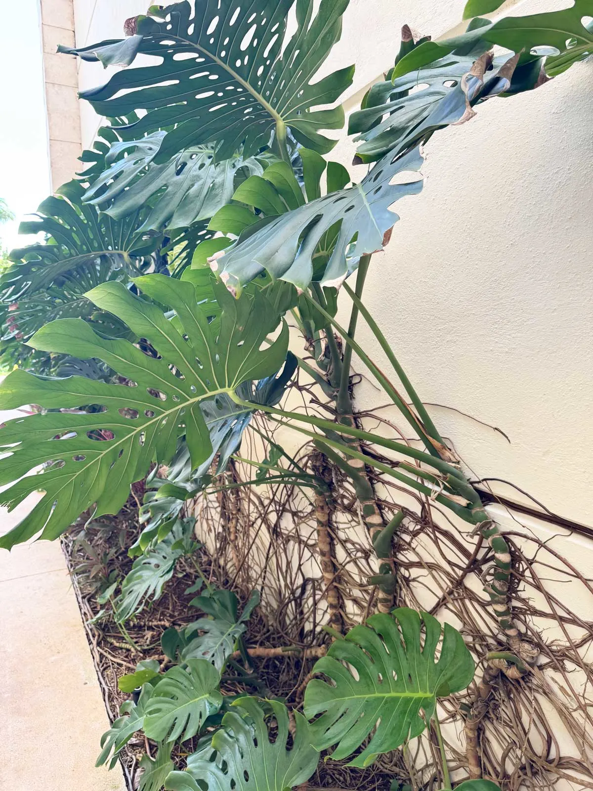 monstera-growing-up-wall