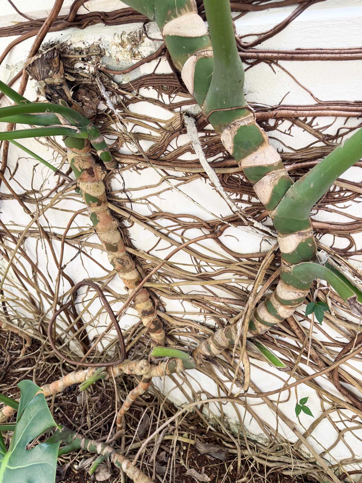 monstera-aerial-roots-attach-walls