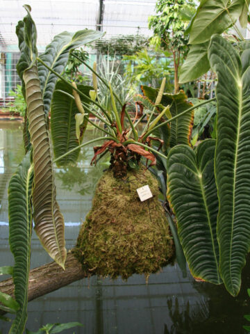 anthurium-veitchii-care