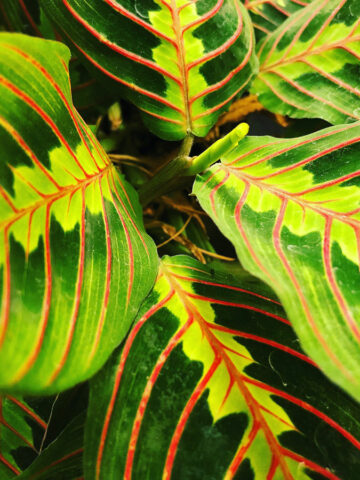 prayer-plant-flowers