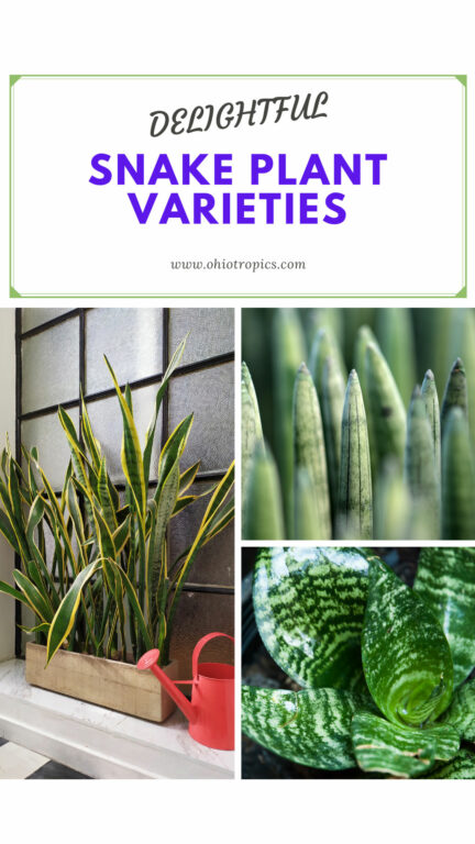 13 Beautiful Types of Snake Plants to Grow (with pictures)