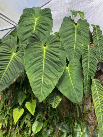 philodendron-esmeraldense-patriciae