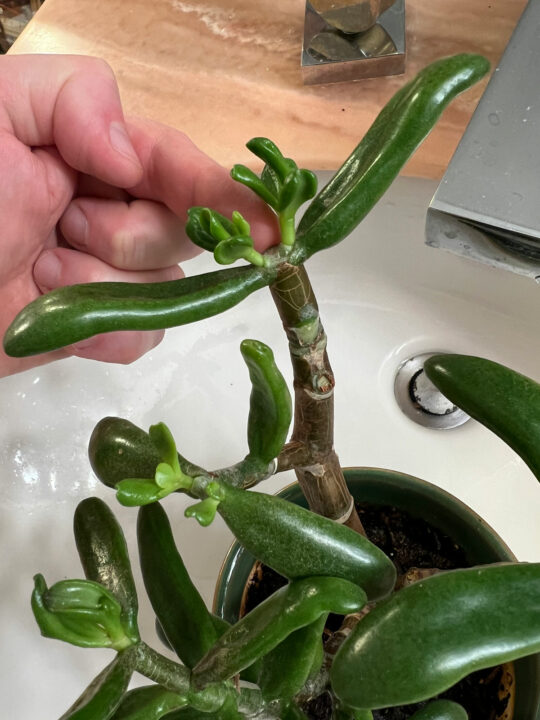 How to Make A Jade Plant Bushy: 1 EASY Way (with Photos)