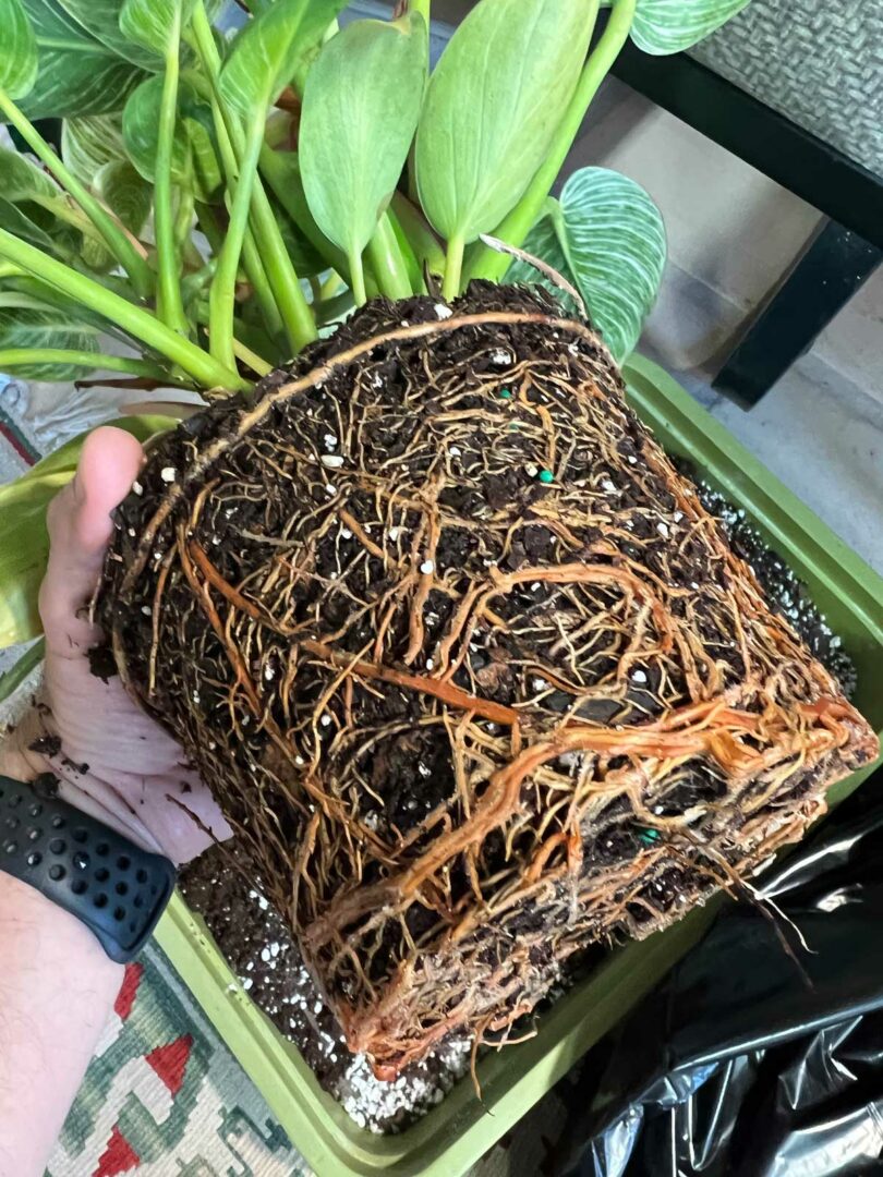 Repotting Philodendron Birkin: 3 Easy Steps (with photos)