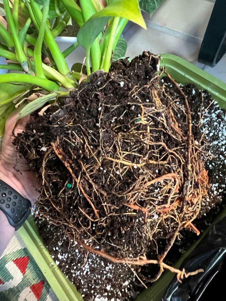 Repotting Philodendron Birkin: 3 Easy Steps (with photos)