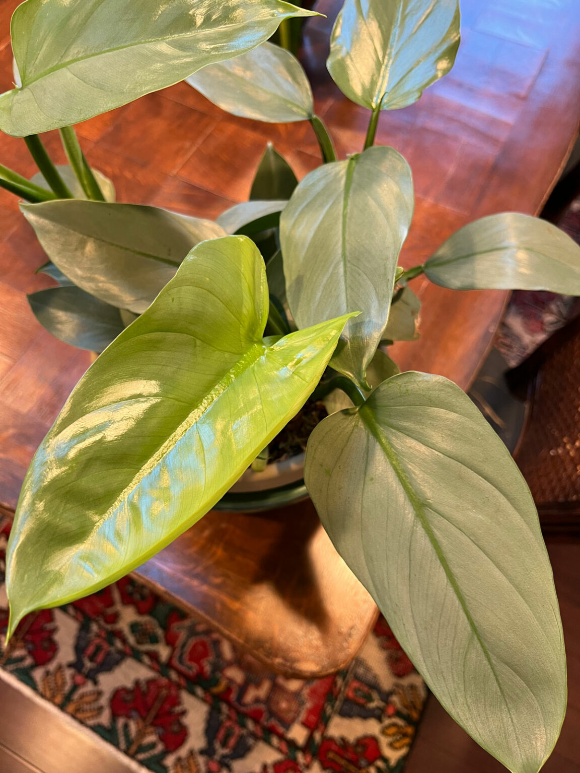 Philodendron Silver Sword Complete Care And Propagation Tips