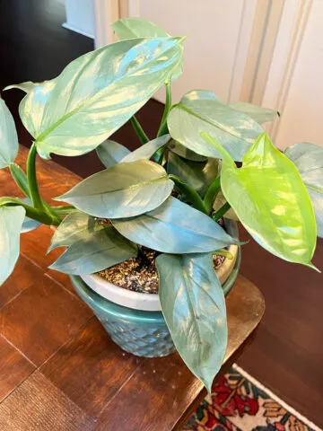 philodendron-silver-sword-care