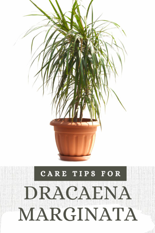 Dracaena marginata: 7+ Top Care Tips & Troubleshooting Guide